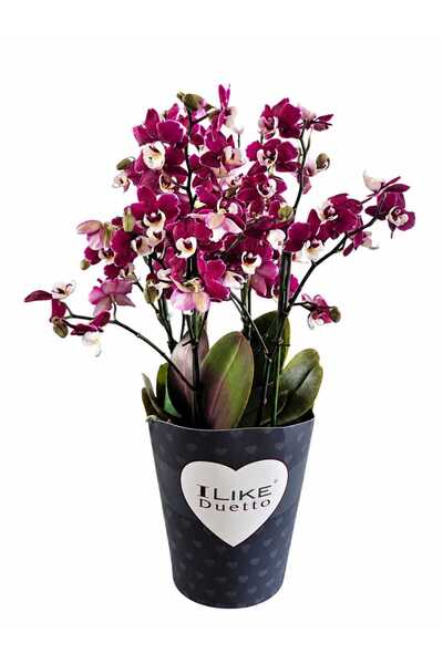 ERNAZ Phalaenopsis Duetto Orkide 40-45 cm | Yoğun Çiçekli Bol Köklü Orkide | ...