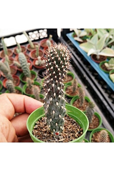 cantropikal Opuntia Fulgida Monstruosa Büyüdükçe Ilginç Şekil Alan Kaktüs