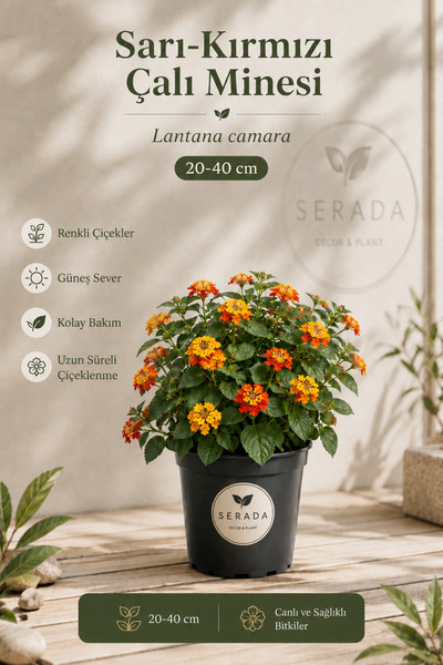 serada decor & plant Videolu Turuncu Bodur Ağaç Minesi (20 50 CM)1 Adet Saksı...