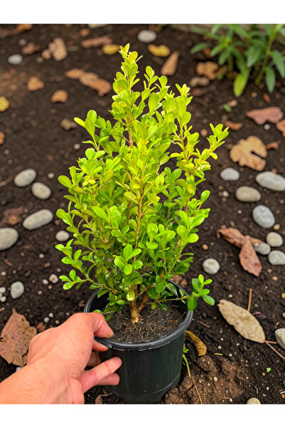 YILDIZ BOTANİK Şimşir Fidanı Yarı Bodur Çit Bitkisi Buxus Sempervirens 25-30 CM