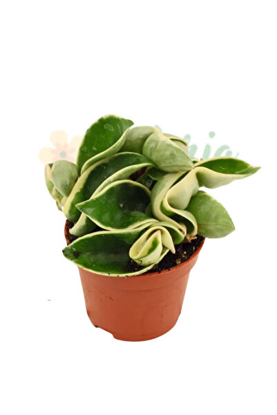 Eufloria Hoya carnosa 'Compacta Variegata'