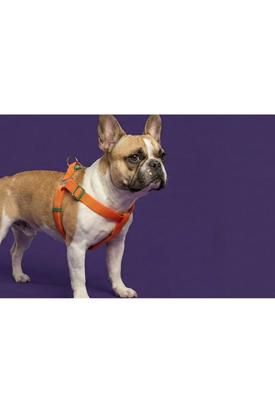 Tailpetz Step-in dog harness - durable, adjustable, and easy to put on - orange