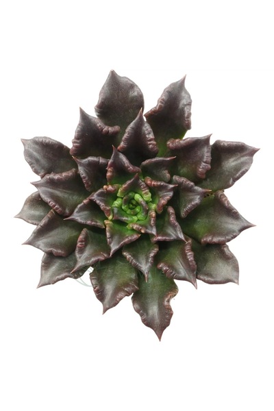 SukuLand Echeveria Super Bowl Kore ithal özel tür sukulent 5,5cm saksıda