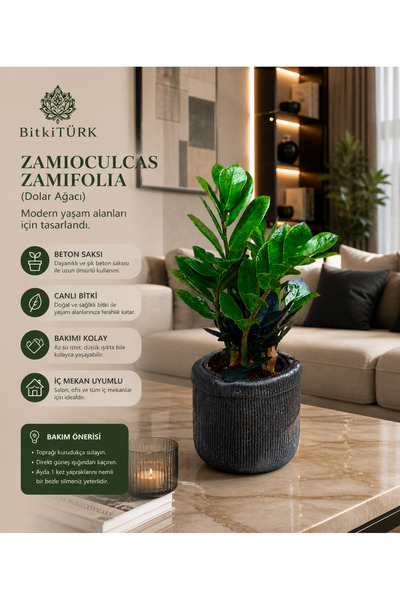 BitkiTÜRK Özel Beton Saksıda İthal Zeze Zamia|BitkiTÜRK Özel Tasarımm