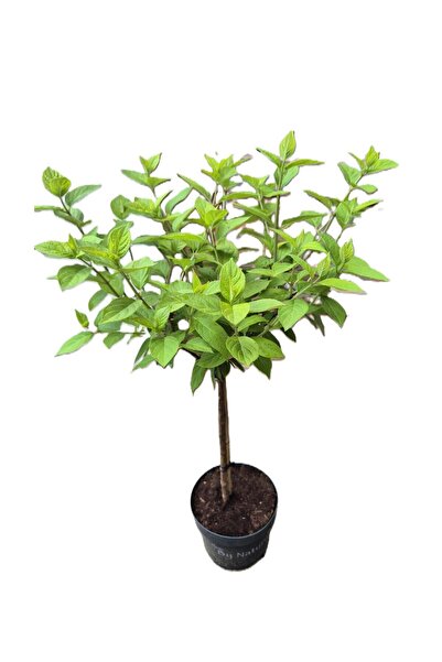 OEM Hydrangea with stem - Hydrangea paniculata 'Limelight'