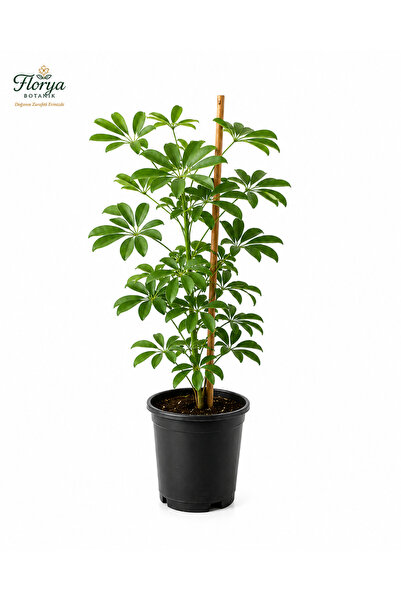 Florya Botanik Şeflera Bitkisi 90 Cm Schefflera Bitkisi 5 Parmak Bitkisi Ev O...