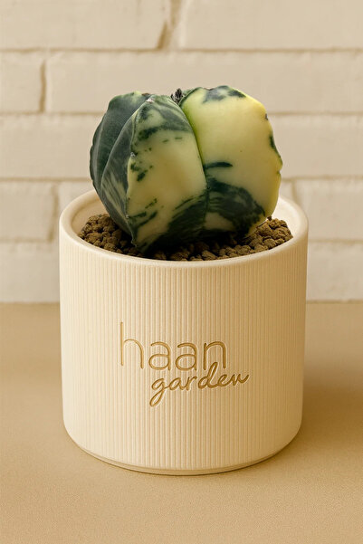 haan garden Myriostigma Variegata