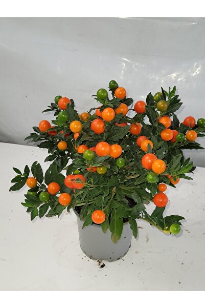 PROMISEBACKDROP2 Kudüs Kirazı (Solanum Bartoli)