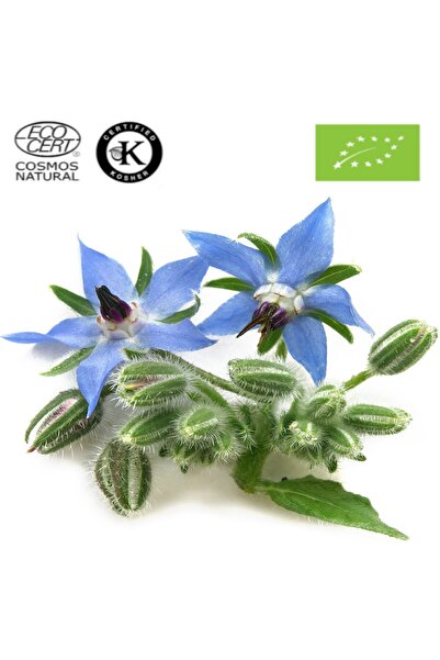 Herbstore.gr Μπουράτζα Λάδι ΒΙΟ