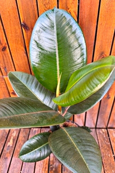 OEM Ficus Elastika