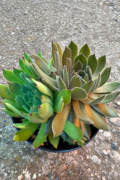 OEM Sempervivum Red Coral, planta naturala