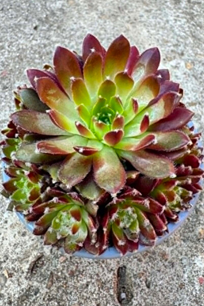 OEM Sempervivum, planta naturala