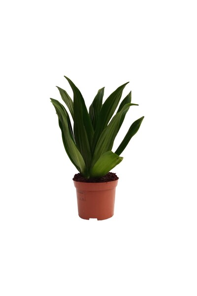 Dracaena Compacta - 12 Cm in Plastic Flower Pot