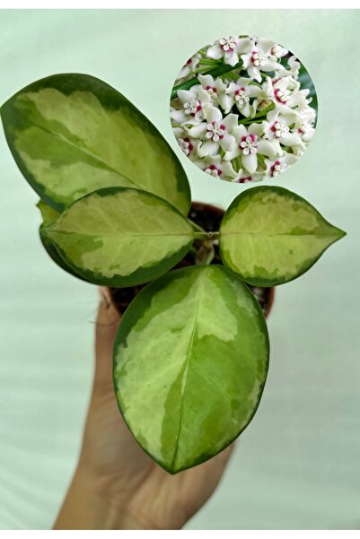 nazlı çiçekçilik Hoya Lisa Mum Çiçeği 7’lik Saksıda