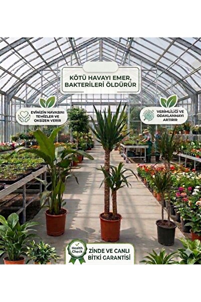 bitkidünyam Dev Boy 3’lü Salon Bitkisi Seti (165cm Yucca + 160cm Starliçe + 1...