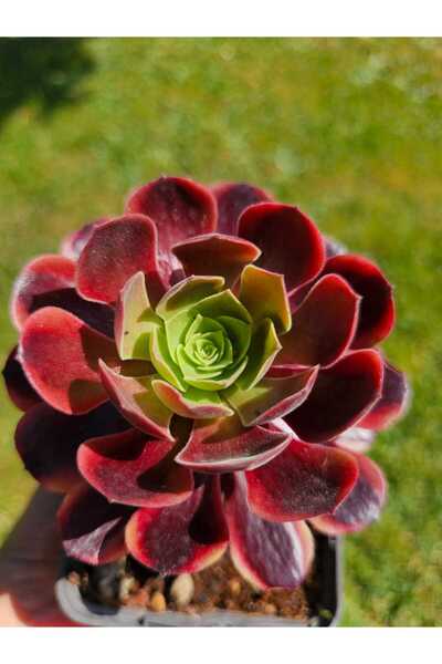 Myzumax Özel Üretim Aeonium Canlı Çiçek Aeonium SUPERBANG
