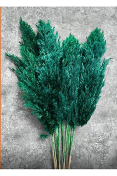 TROYA Yeşil / Doğal Pampas 20 Adet 100 Cm