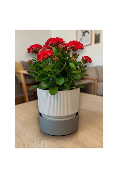 Poliwork 2 Litre Ixora 15 Plastik Saksı Tabaklı Dekoratif Çiçek Saksısı Moder...