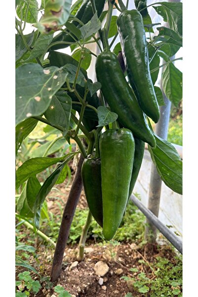 KILINÇ TROPİKAL 1 KG YEŞİL BİBER
