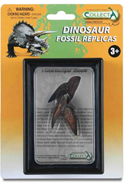 Collecta Dinte de Triceratops în cutie 11.5cm