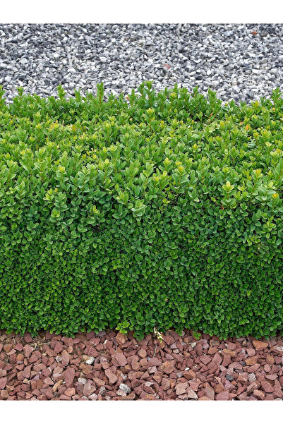 YILDIZ BOTANİK Şimşir Fidanı Çit Bitkisi Buxus Sempervirens Rotundifolia