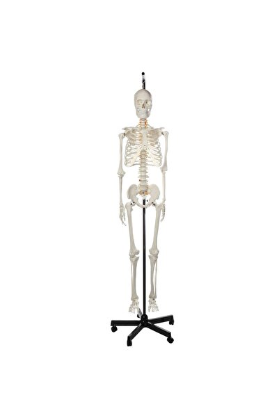EgeAnatomi Maketleri İnsan İskeleti Modeli, Askılı Stand üzerinde, 180 cm - İ...