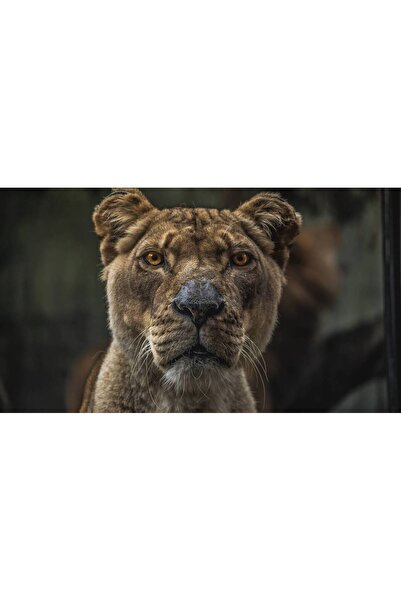 Persona Tablou canvas 100 x 70 cm, Animale model 100