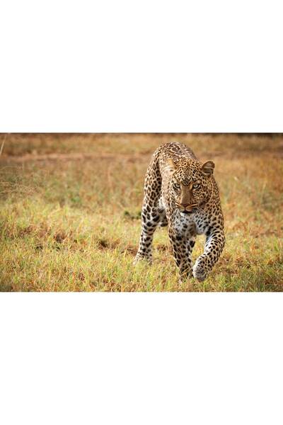 Persona Tablou canvas 100 x 70 cm, Animale model 43