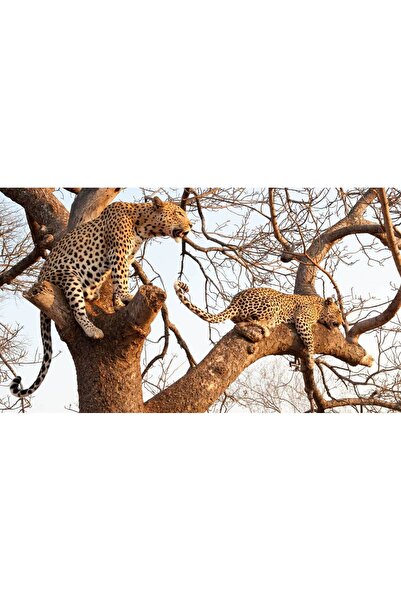 Persona Tablou canvas 100 x 70 cm, Animale model 346