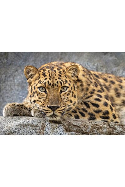 Persona Tablou canvas 100 x 70 cm, Animale model 242