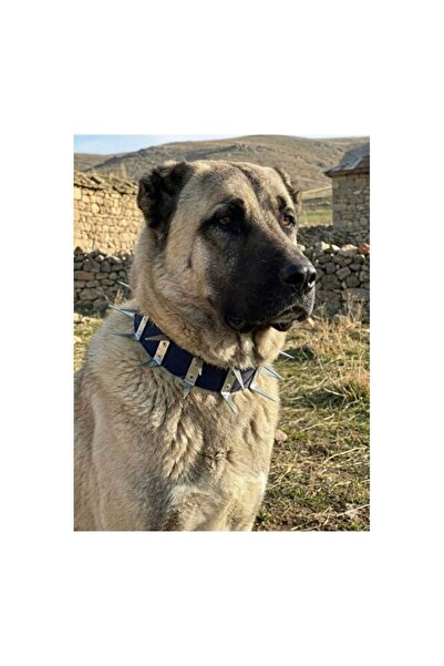 Empressco Comfortable and Secure Dog Protection Collar, Durable and Stylish D...