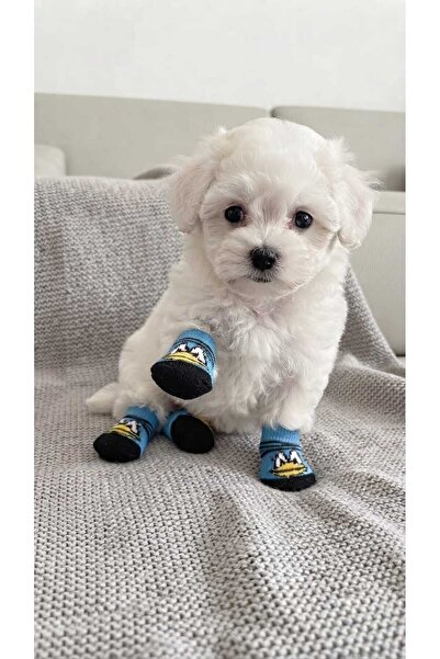 PATİZİSHOP KAYDIRMAZ TABAN DESENLİ KÖPEK ÇORABI