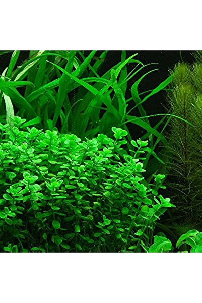 Moss Akvaryum Bacopa Monnieri Canlı Akvaryum Bitkisi - 5 Dal