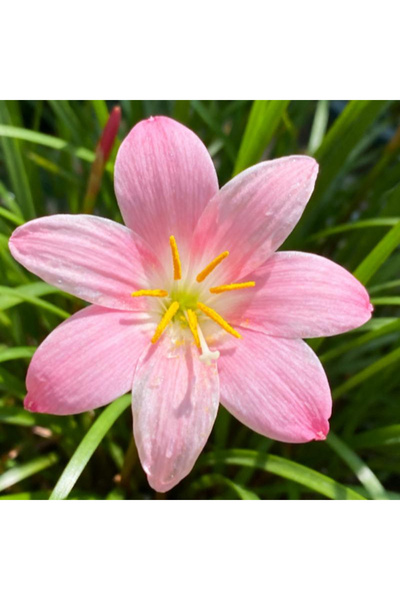 123 100 Seeds of Windflower, High Germination Rate, Cold-Resistant, Loves War...