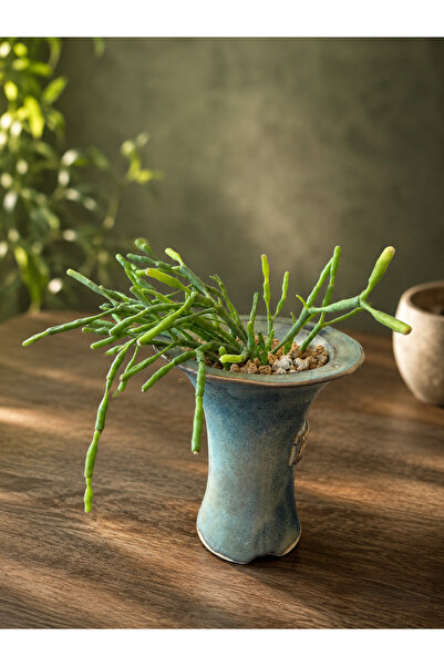 ATLANTE CACTUS Hatiora salicornoides - Brezilya dan sarı çiçekli epifitik öze...
