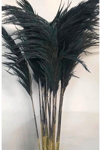 TROYA Antrasit Pampas 20 adet 100 Cm