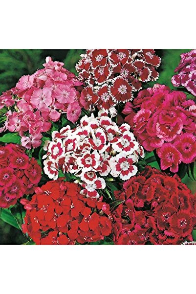 Bloom & Sow Seed بذور