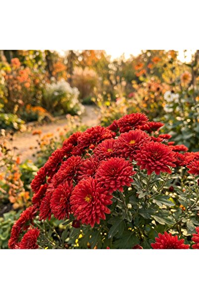 Bloom & Sow Seed بذور