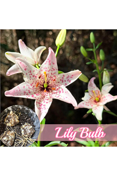 Bloom & Sow Seed بذور