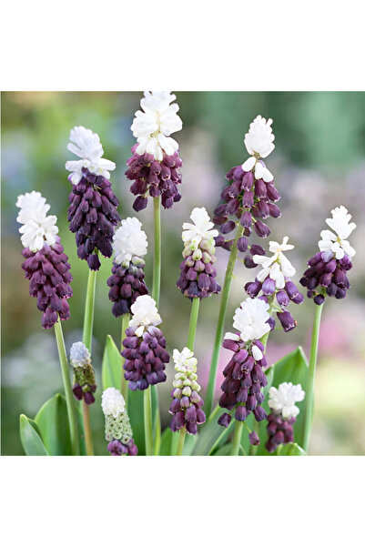 Bloom & Sow Seed بذور زنبق العنب الأرجواني والأبيض (100 حبة) - زهور متبلبة مق...