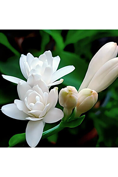Bloom & Sow Seed بذور التوبيروز ذات الزهرة المزدوجة (100 حبة) - عطرية للغاية،...