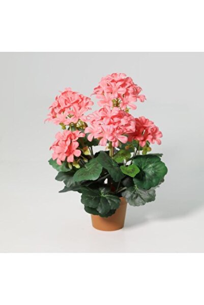 Generic New In Fernza Crabapple Potted Plant Red-Pink H33Cm