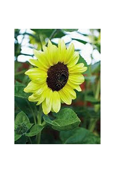 Bloom & Sow Seed بذور دوار الشمس الصفراء سهلة النمو، دوار الشمس متوسط الارتفا...