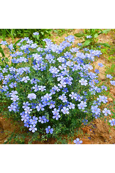 Bloom & Sow Seed بذور زهرة لينوم بيريني الزرقاء، مقاومة للجفاف وتشكل عناقيد، ...