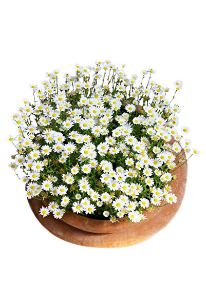 Bloom & Sow Seed بذور الأقحوان الأبيض (Mauranthemum paludosum) - زهور زينة مت...