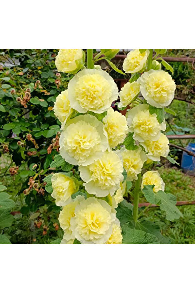 Bloom & Sow Seed Cream Yellow Double Hollyhock Seeds, Backyard Fence Border L...