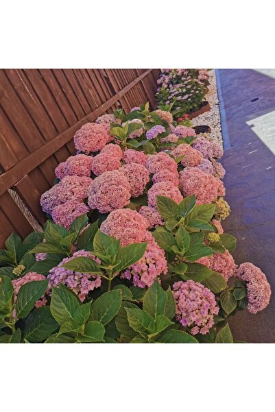 Bloom & Sow Seed Large Round Bloom Hydrangea Seeds, Fence Side Landscape Shad...