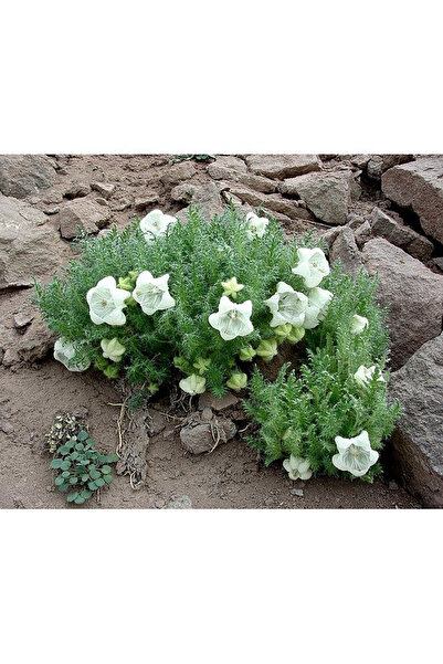 Bloom & Sow Seed Dwarf White Alpine Campanula Seeds, Ground Cover Flower for ...