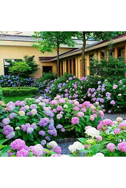Bloom & Sow Seed Multicolor Hydrangea Macrophylla Seeds, Hardy Garden Bush fo...