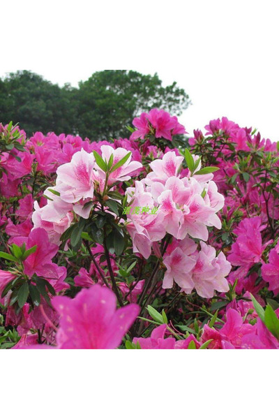 Bloom & Sow Seed Spring‑Blooming Azalea Rhododendron Seeds, Ornamental Bush f...